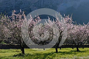 Almond orchard with trees in flowers, Bernia mountain background