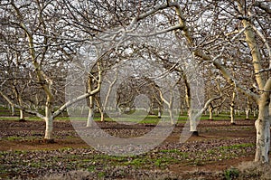 Almond Orchard in Winter