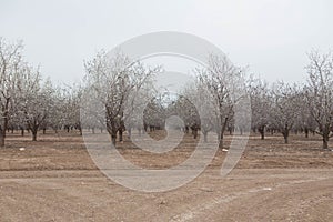 Almond orchards Beautiful Almond trees in a row spring blooming