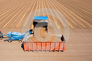 Almond picker harvester discharging, Aerial view.