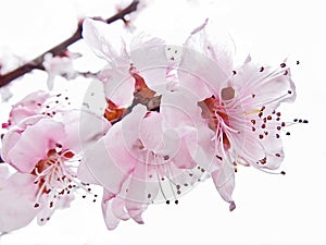 Almond pink flowers immersed in light photo