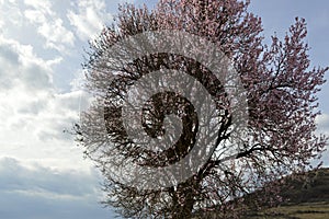 Almond pink and white blossoms shivering on chill wind gusts