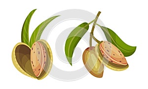 Almond plant branch with inshell almonds vector illustration