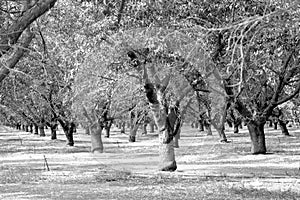 Almond plantation