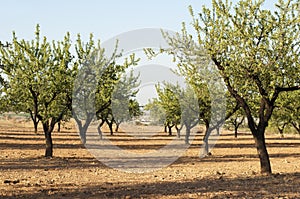 Almond plantation trees photo