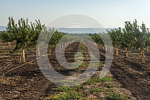 Almond plantation trees
