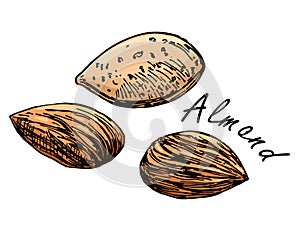 Almond seeds in engraving style. Vector vintage illustration. Hand drawn color sketch of full and shelled nuts. photo