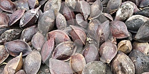 Almond with shell or Prunus amygdalus and Prunus dulcis