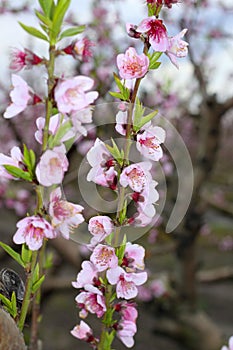 Almond spring flowers on tree branch