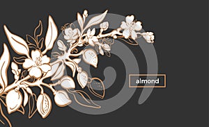 Almond template. Vector natural nut. Organic milk, oil