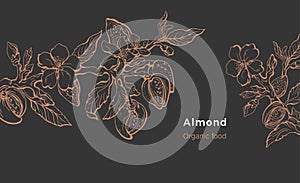 Almond template. Vector natural nut. Organic milk, oil