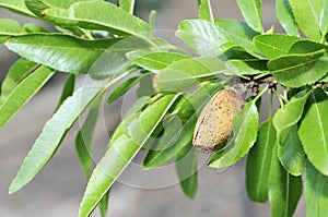 Almond tree