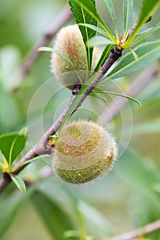 Almond tree