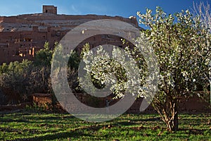 Almond tree and Ait Benhaddou Ksar Kasbah, Morocco