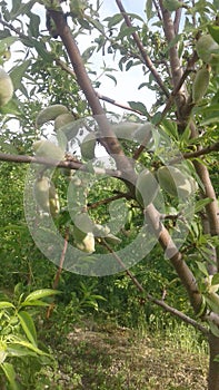 Almond tree