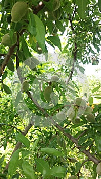 Almond tree
