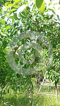 Almond tree