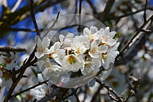 Almond tree with almonds, white flowers and blue sky