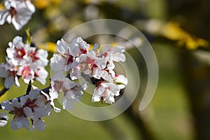 Almond tree with almonds, white and pink flowers