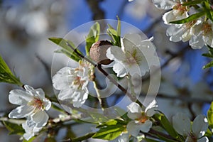 Almond tree with almonds, white pink flowers and blue sky
