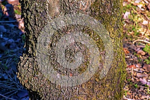 Almond tree bark background. Amygdalus Prunus georgica. Texture