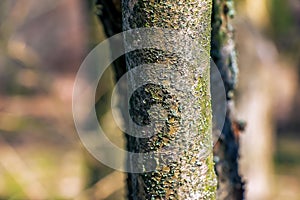 Almond tree bark background. Amygdalus Prunus georgica. Texture