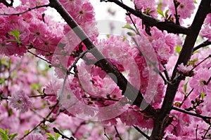 Almond tree in bloom. Branches with beautiful pink flowers