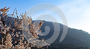 Almond tree in bloom lit by sunset with mountains in the background with pink flowers