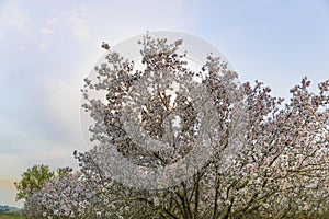 Almond tree bloom at magic hour blue