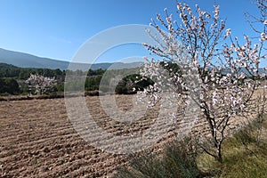 Almond tree in bloom next to a tilled field