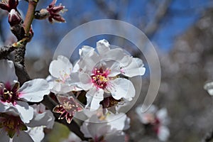 Almond tree on bloom. Spring flowers