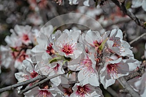 Almond tree on bloom. Spring flowers