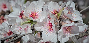 Almond tree on bloom. Spring flowers