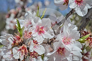 Almond tree on bloom. Spring flowers