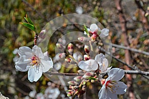 Almond tree on bloom. Spring flowers