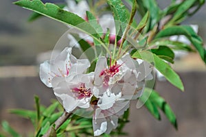 Almond tree on bloom. Spring flowers