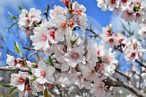 Almond tree on bloom. Spring flowers