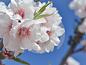 Almond tree on bloom. Spring flowers