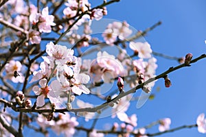 Almond tree on bloom. Spring flowers.