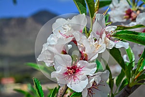 Almond tree on bloom. Spring flowers photo