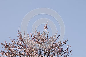 Almond tree blooming and blue sky photo
