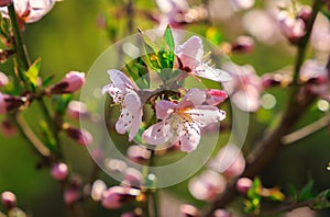 Almond tree blooming spring. Pink flowers on a branch.