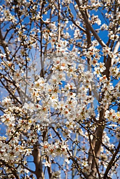 Almond tree blooming with white flowers