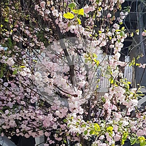 the almond tree blooms with pink flowers in spring