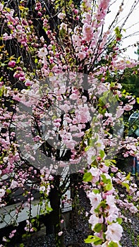 the almond tree blooms with pink flowers in spring