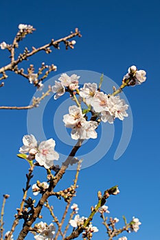 Almond tree blossom