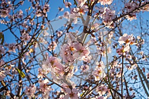 Almond tree blossom