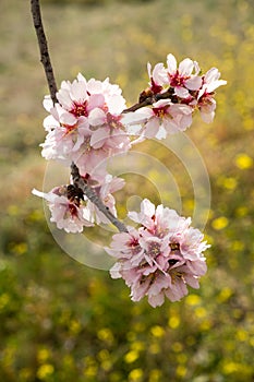 Almond tree blossom