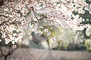 Almond tree in blossom