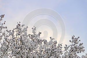 Almond tree blossom branches copy space